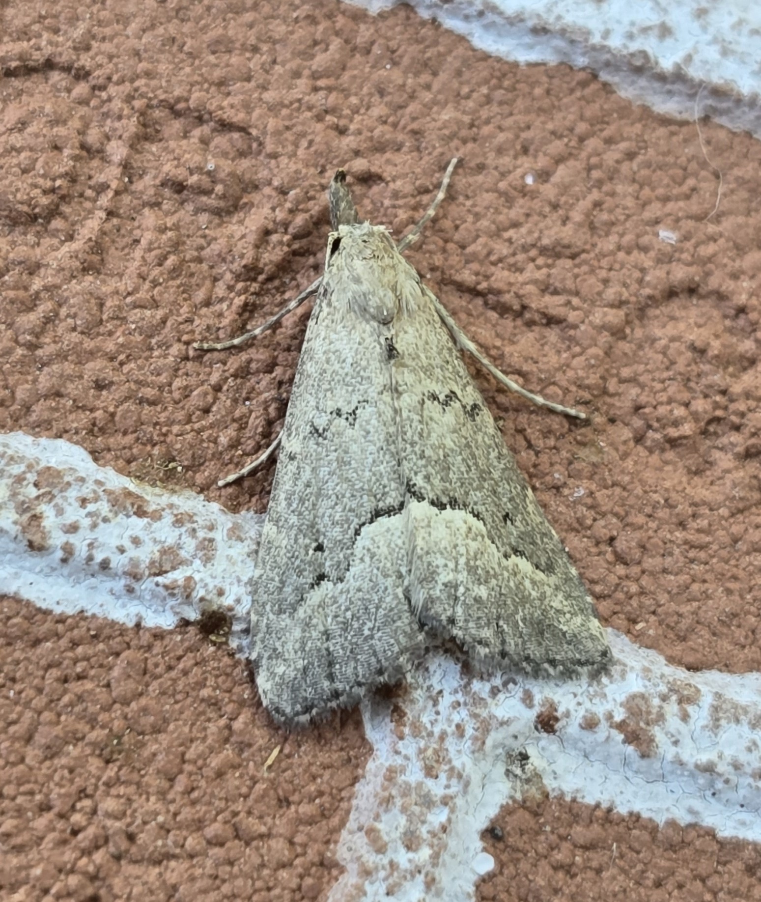 Photo of White-line Snout (Schrankia taenialis)